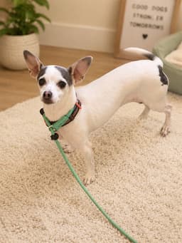 Tootsie image 1