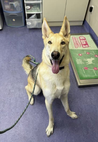 Leia - German Shepherd Dog