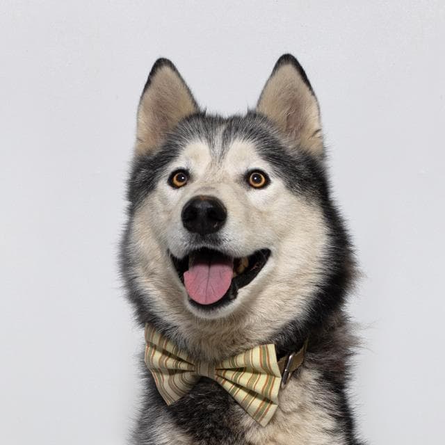 Felix - Siberian Husky