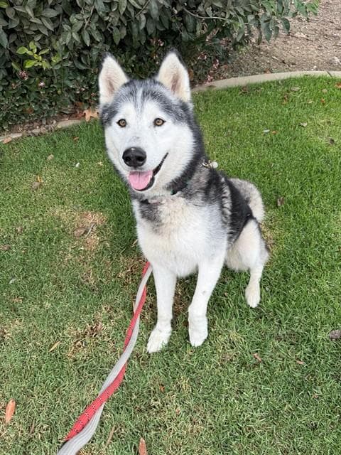 Felix - Siberian Husky