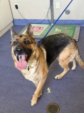 Clover - German Shepherd Dog