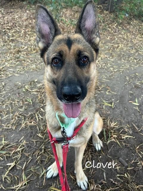 Clover - German Shepherd Dog