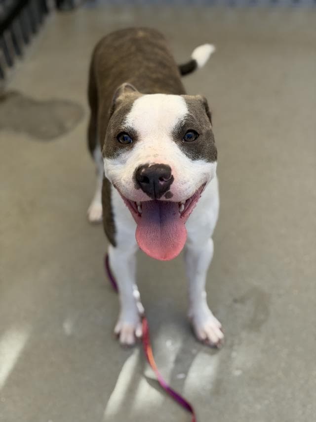 Panda - Pit Bull Terrier