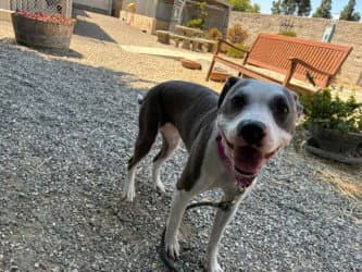 Panda - Pit Bull Terrier