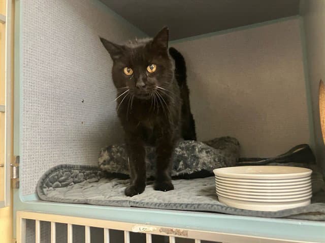 Tuna - Domestic Short Hair