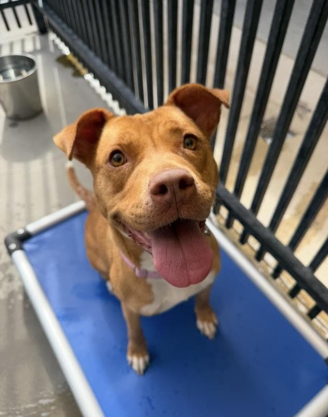 Sunny - Pit Bull Terrier
