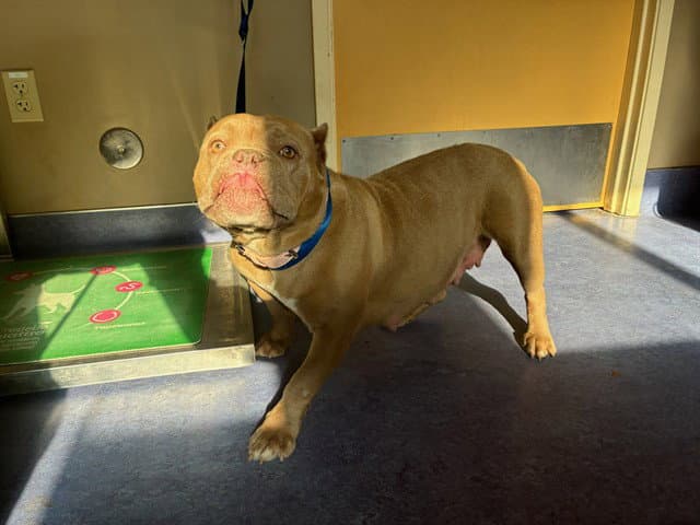 Sweetie - Bulldog