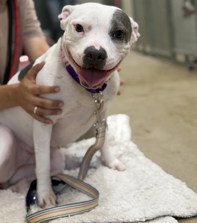 Ziggy - Pit Bull Terrier
