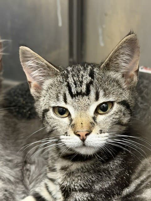 Basil - Domestic Short Hair