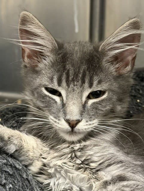 Parmesan - Domestic Short Hair