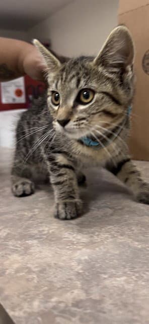 Bailey - Domestic Short Hair