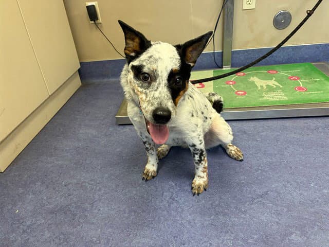 Oreo - Queensland Heeler
