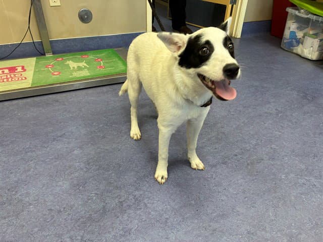 Cookie - Queensland Heeler