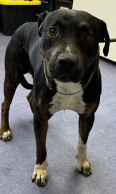 Gumbo - Rottweiler