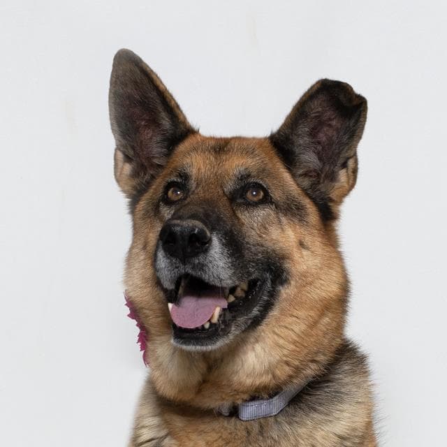 Kona - German Shepherd Dog