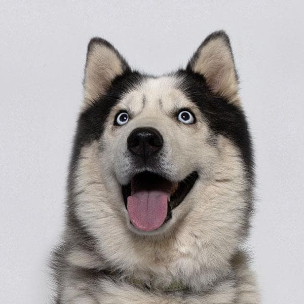 Finn - Siberian Husky