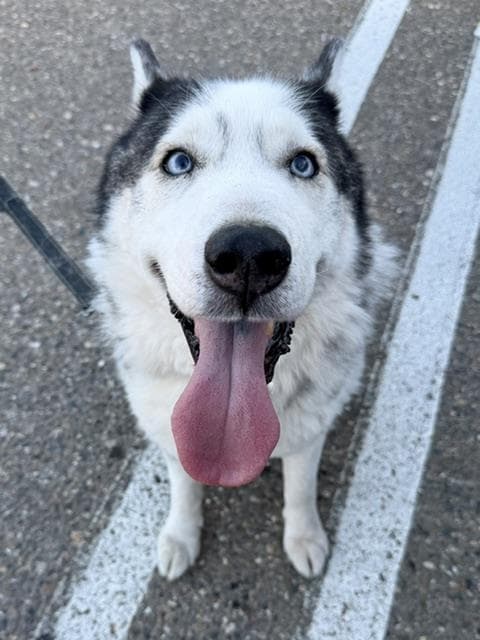 Finn - Siberian Husky