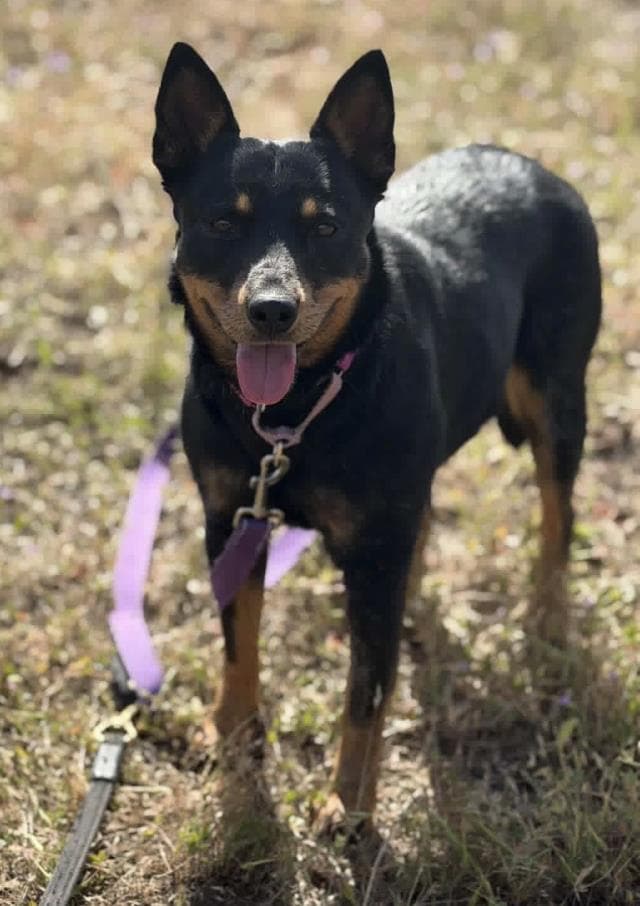 Rosie - Australian Kelpie