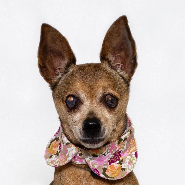 Frances - Chihuahua