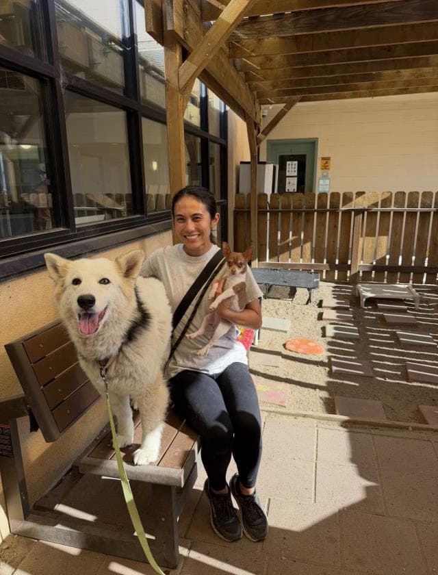 Nibla - Siberian Husky
