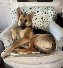 Sophie image 1