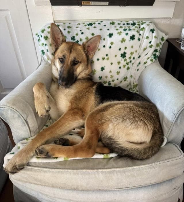Sophie - German Shepherd Dog