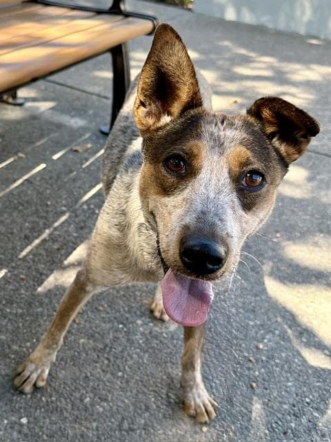 Jessie - Australian Cattle Dog/Blue Heeler