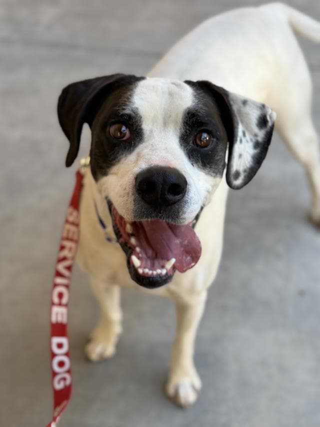 Thor - Boxer