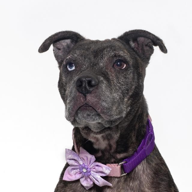 Cinderella - Pit Bull Terrier