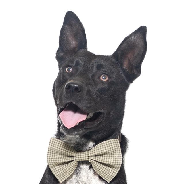 Mason - Labrador Retriever