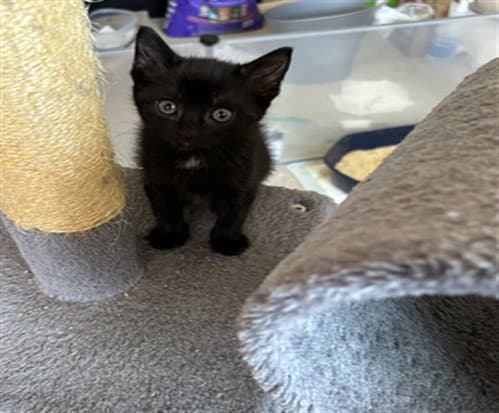 Lil Bit - Domestic Short Hair