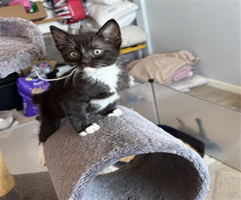 Boots - Domestic Short Hair