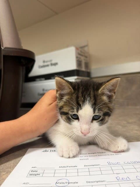 Buzz Lightyear - Domestic Short Hair