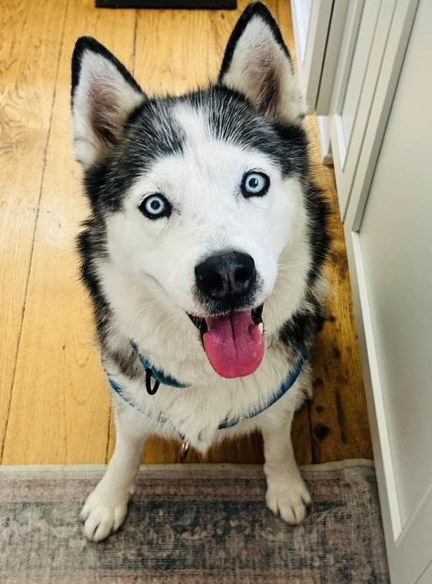 Mia - Siberian Husky