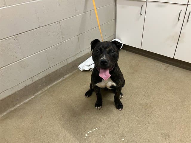 Alfie - Pit Bull Terrier