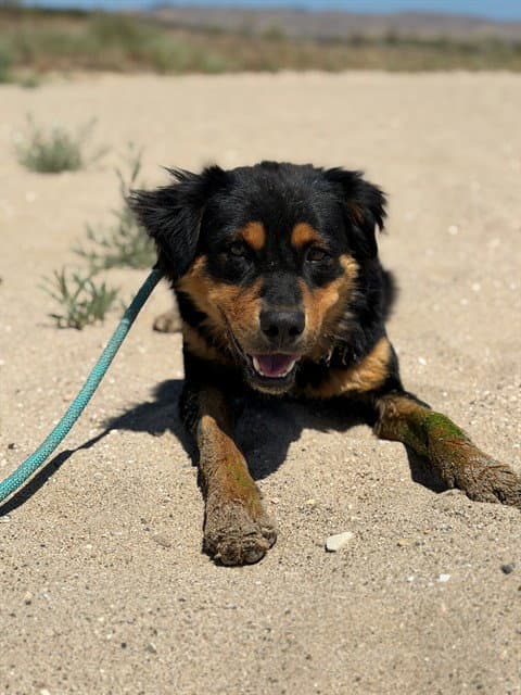 Tommy - Australian Shepherd