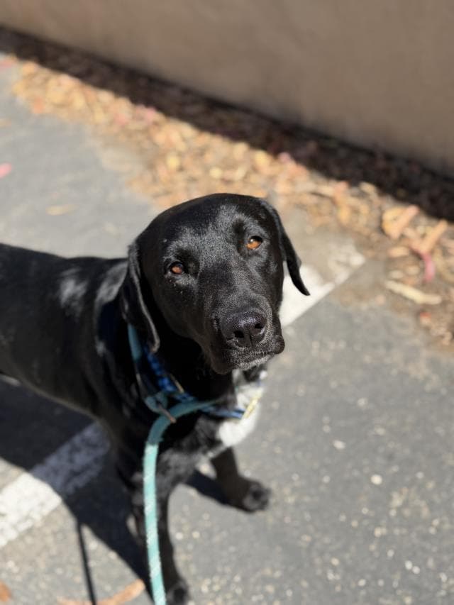 Unknown - Labrador Retriever
