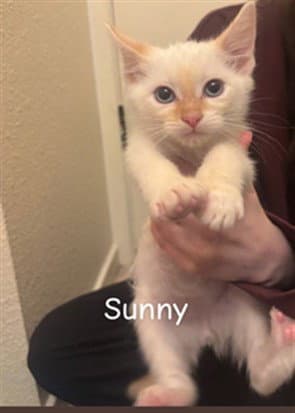 Sunny L- - Domestic Short Hair