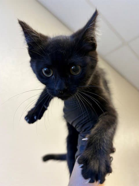 Kirkland - Domestic Short Hair