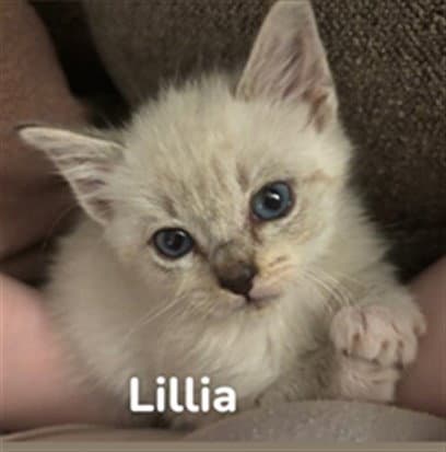 Lillia - Domestic Short Hair