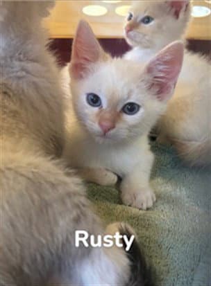 Rusty - Domestic Short Hair