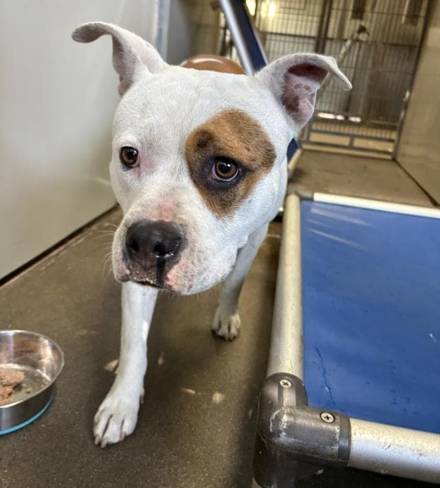 Sunny - Pit Bull Terrier