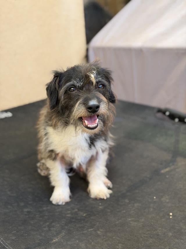 Rocky - Cairn Terrier