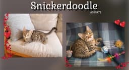 Snickerdoodle image 1