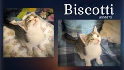Biscotti image 1
