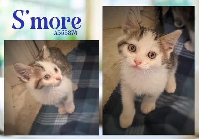 S'more - Domestic Short Hair