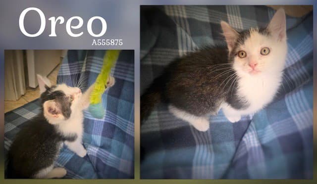 Oreo - Domestic Short Hair