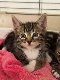 Bubu image 1