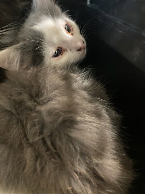 Unknown - Domestic Short Hair