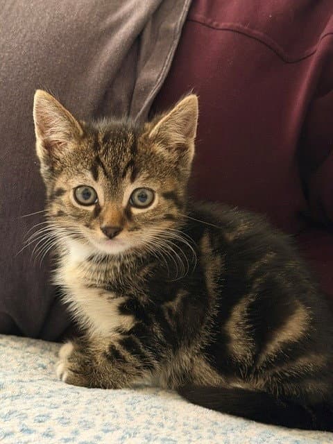 Lubu - Domestic Short Hair
